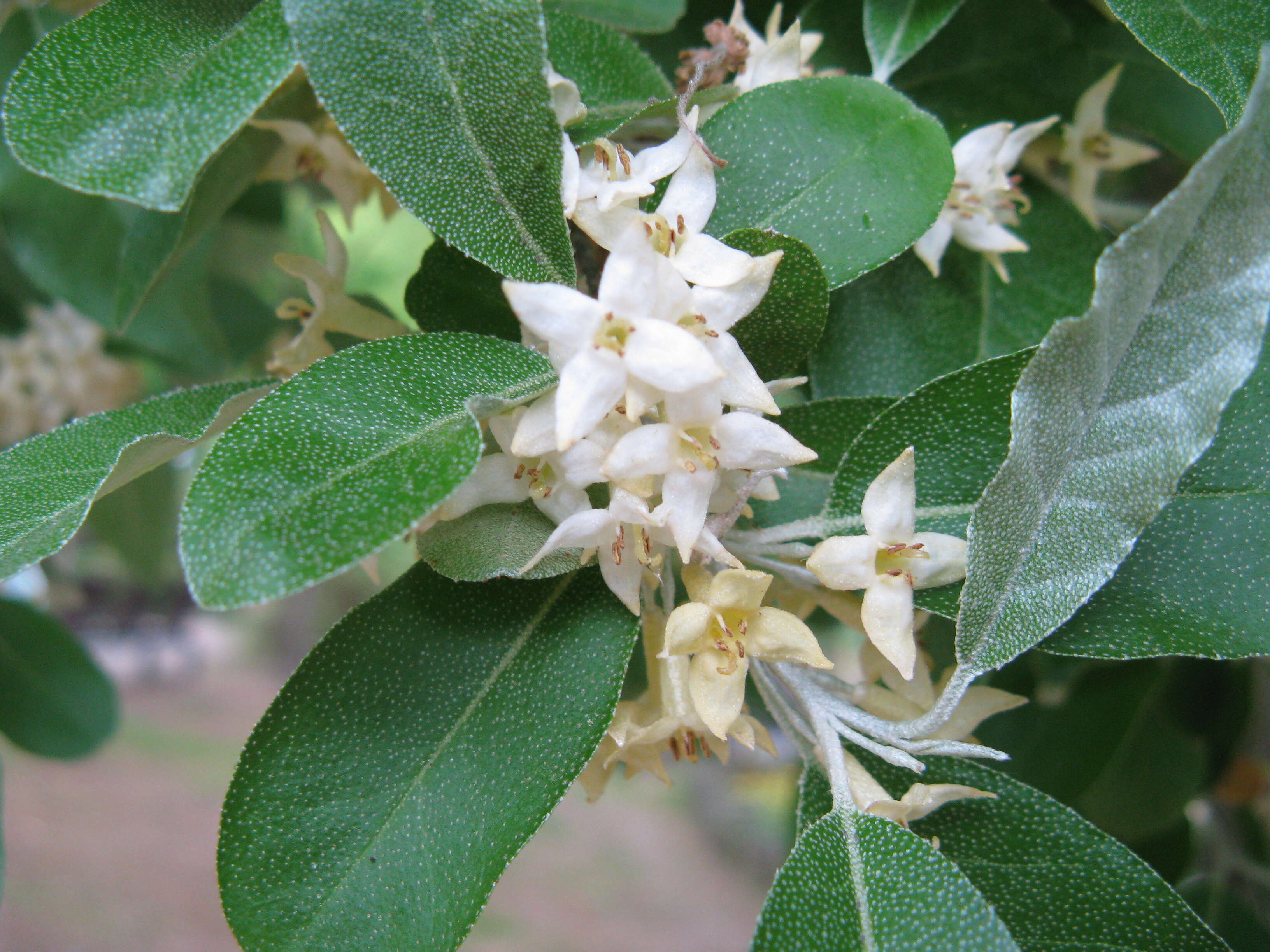 Image of autumn olive