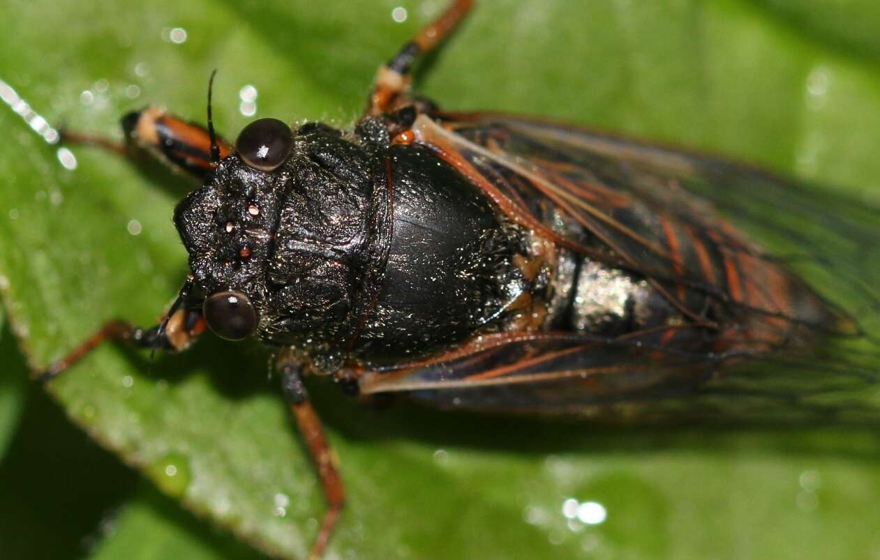 Image of New Forest cicada