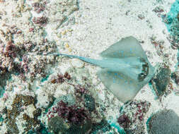 Image of Bluespotted maskray