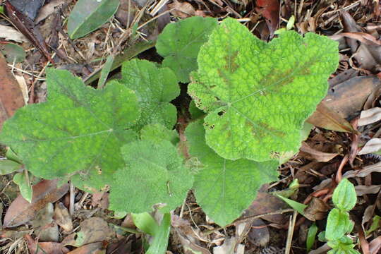 Plancia ëd Rubus amphidasys Focke