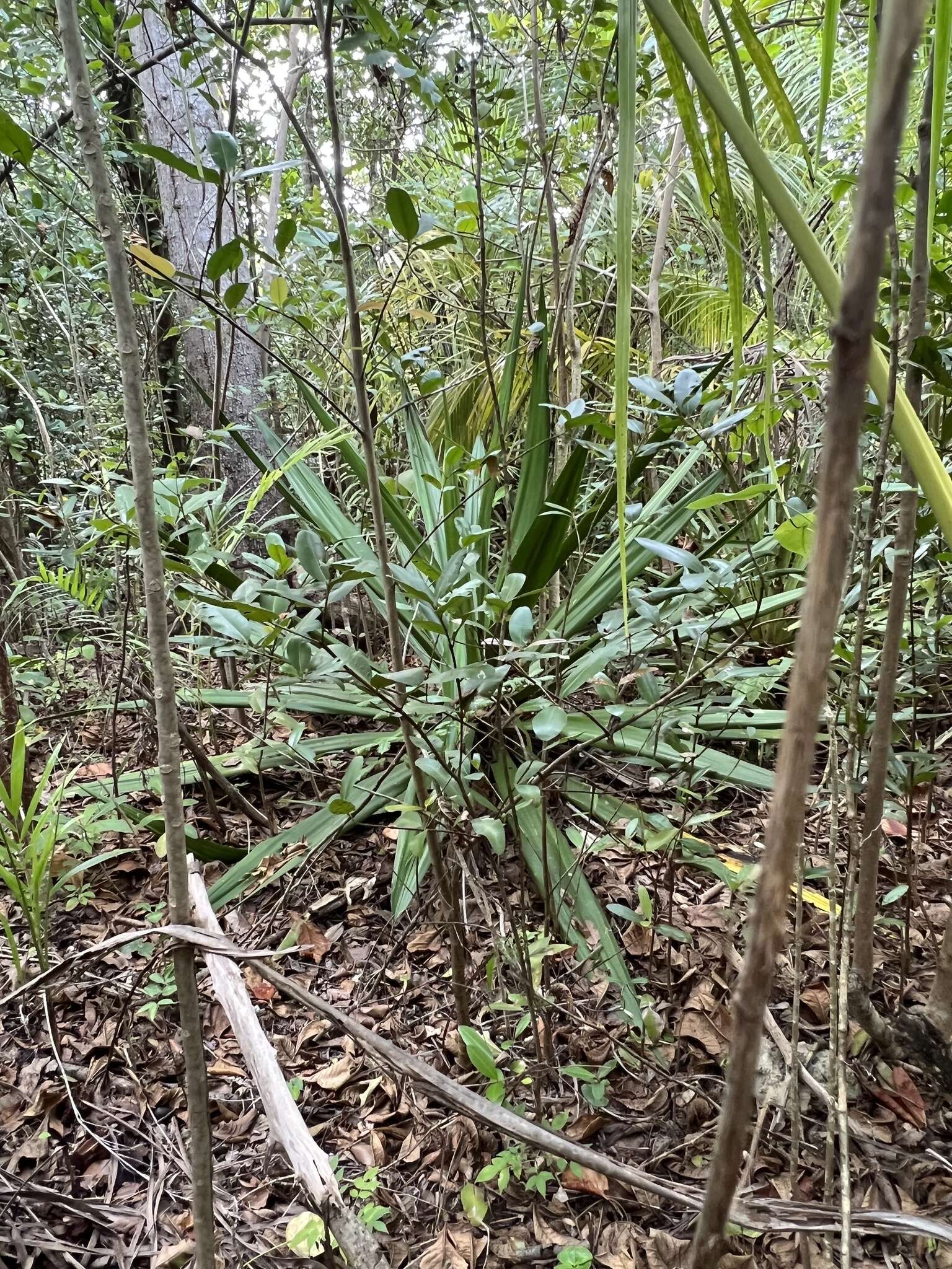 Furcraea tuberosa (Mill.) Aiton的圖片