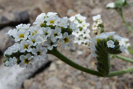 Plancia ëd Heliotropium ramosissimum (Lehm.) Sieb. ex DC.