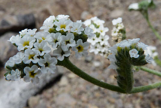 Sivun Heliotropium ramosissimum (Lehm.) Sieb. ex DC. kuva