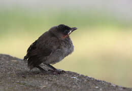 Image of White-eyed Bulbul