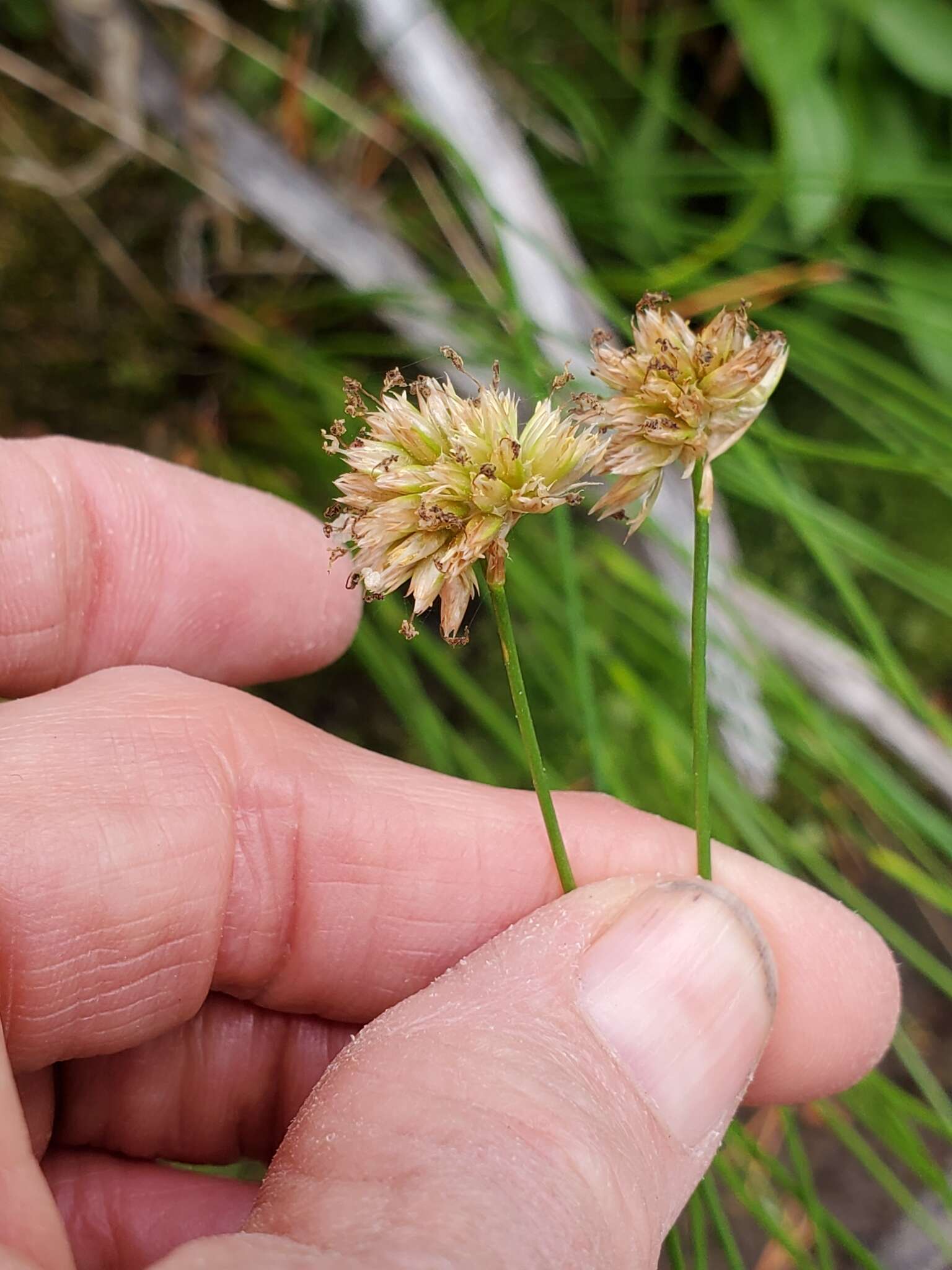 Image of Green-Head Rush