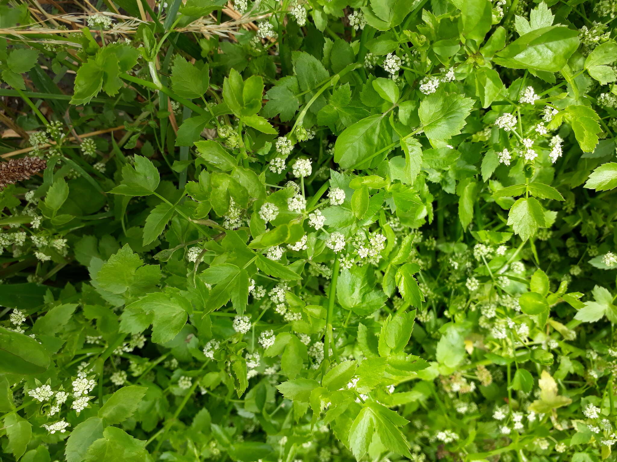 Helosciadium nodiflorum (L.) Koch resmi