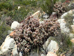 Image of Crassula arborescens subsp. arborescens