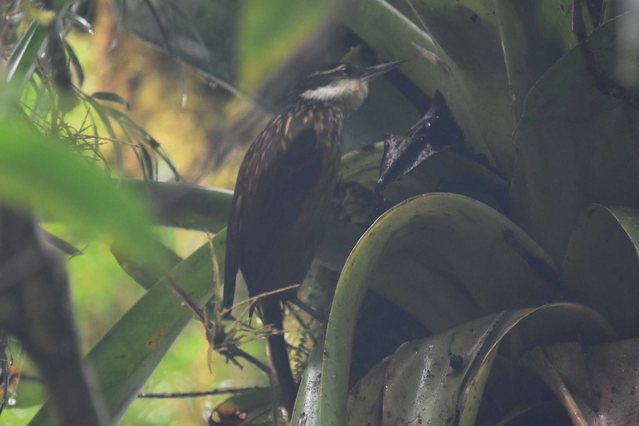 Image of Streaked Tuftedcheek