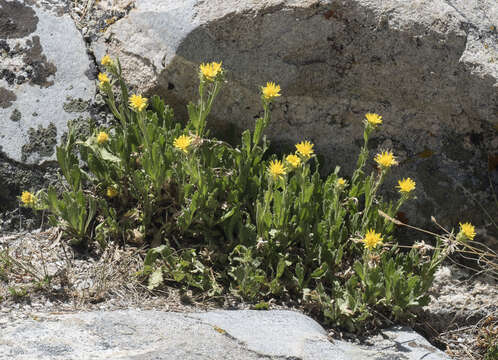 Image of Peirson's serpentweed