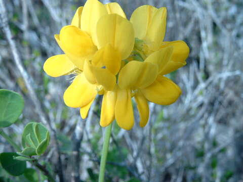 Image de Coronilla valentina L.