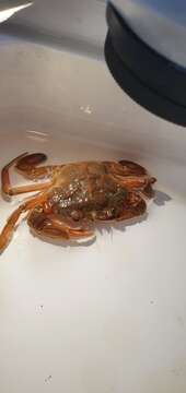 Liocarcinus depurator (Linnaeus 1758) resmi