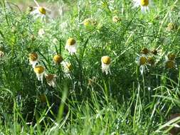 Anthemis arvensis L. resmi