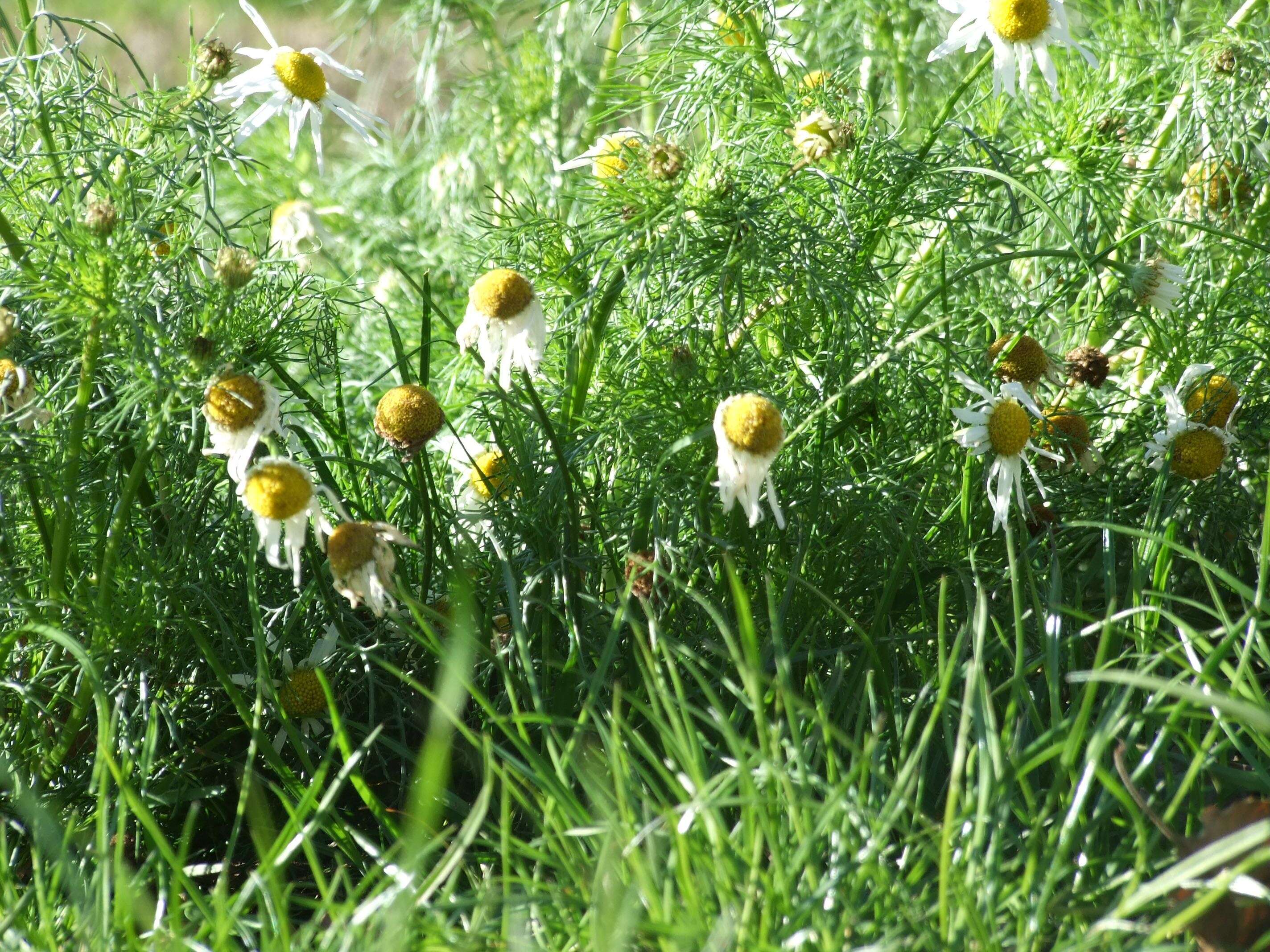 Anthemis arvensis L. resmi