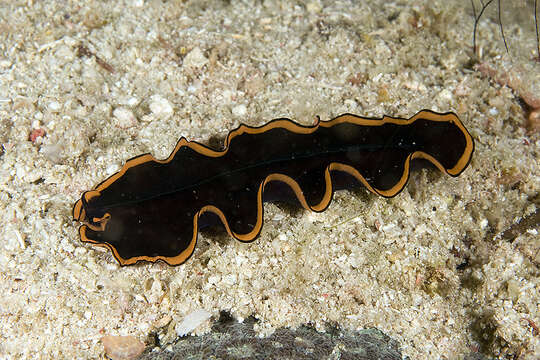 Image of red-rim flatworm