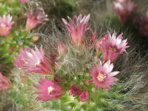 Image of Mammillaria bocasana Poselg.