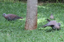 Image of Columba guinea phaeonota Gray & GR 1856