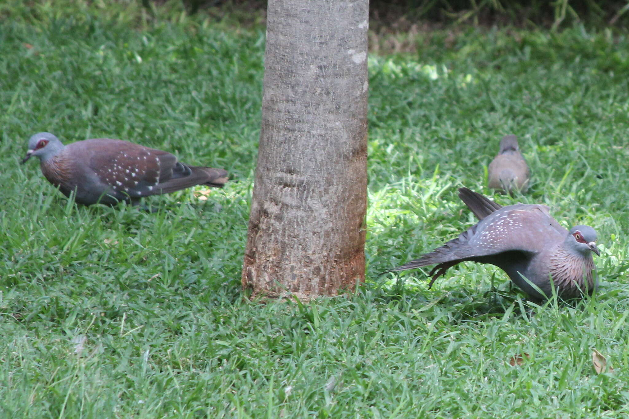 صورة Columba guinea phaeonota Gray & GR 1856