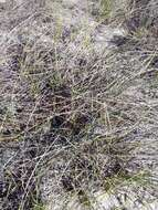 Image of pyp grass
