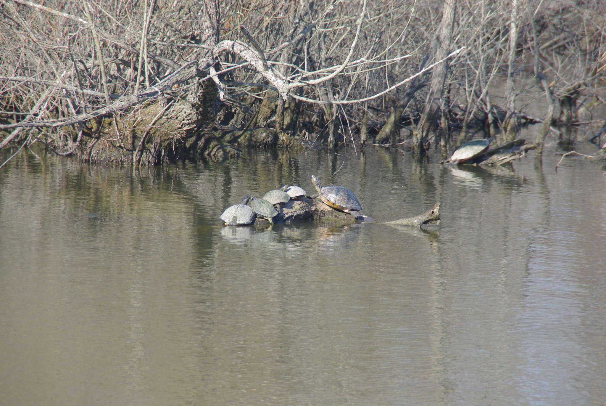 Image of yellow-bellied slider