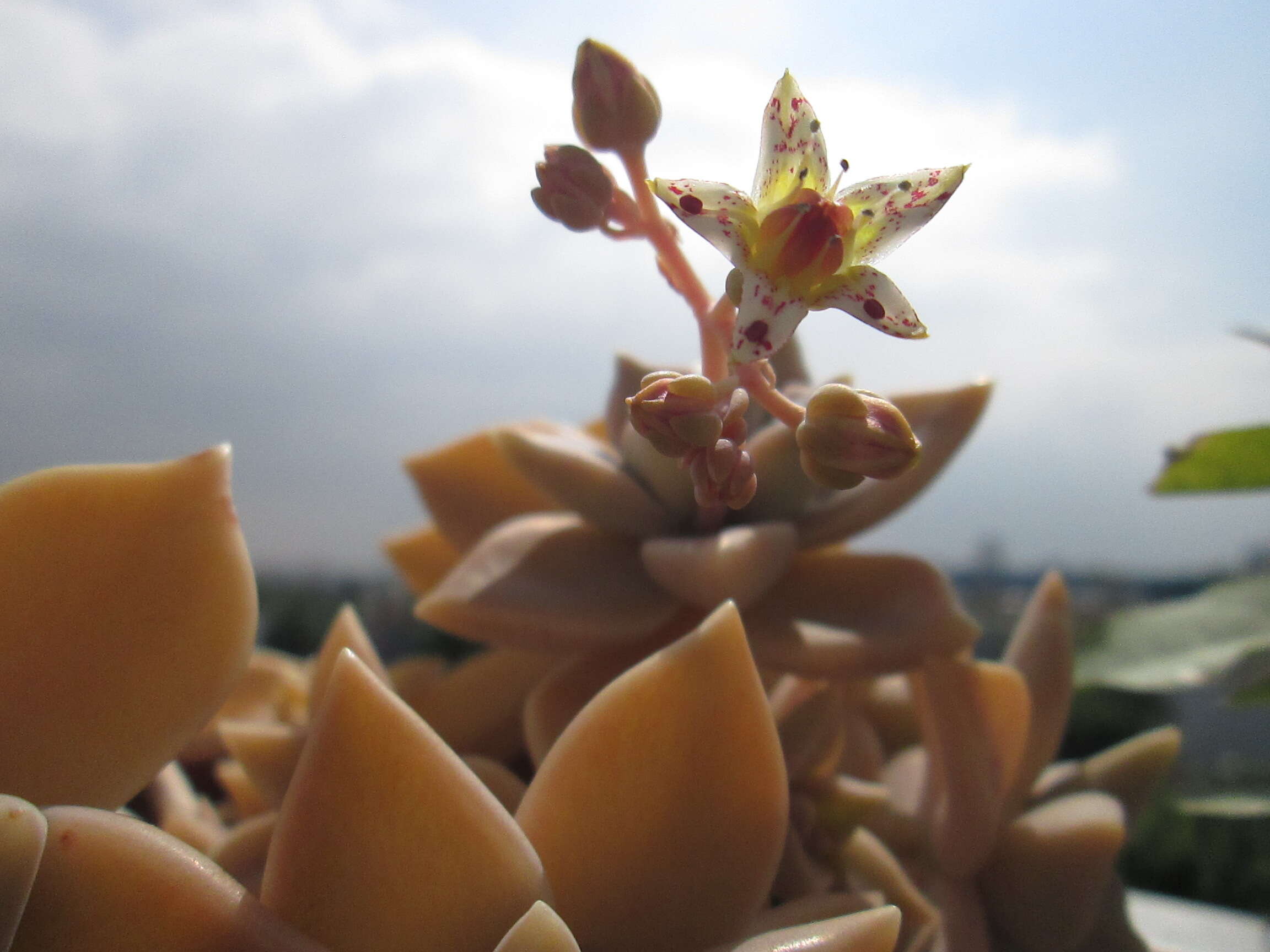 Image of Graptopetalum paraguayense (N. E. Brown) Walther