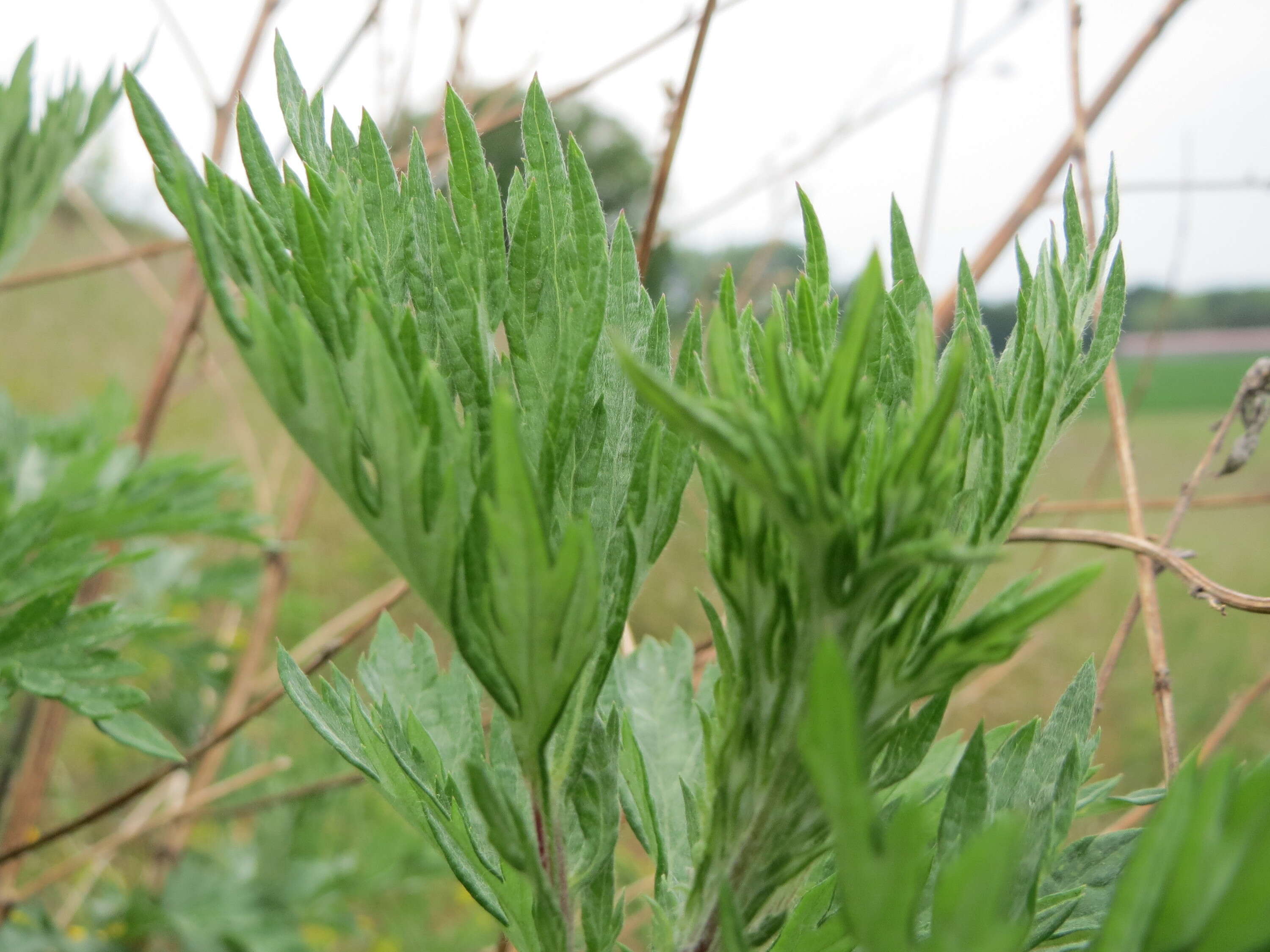 Image of common wormwood