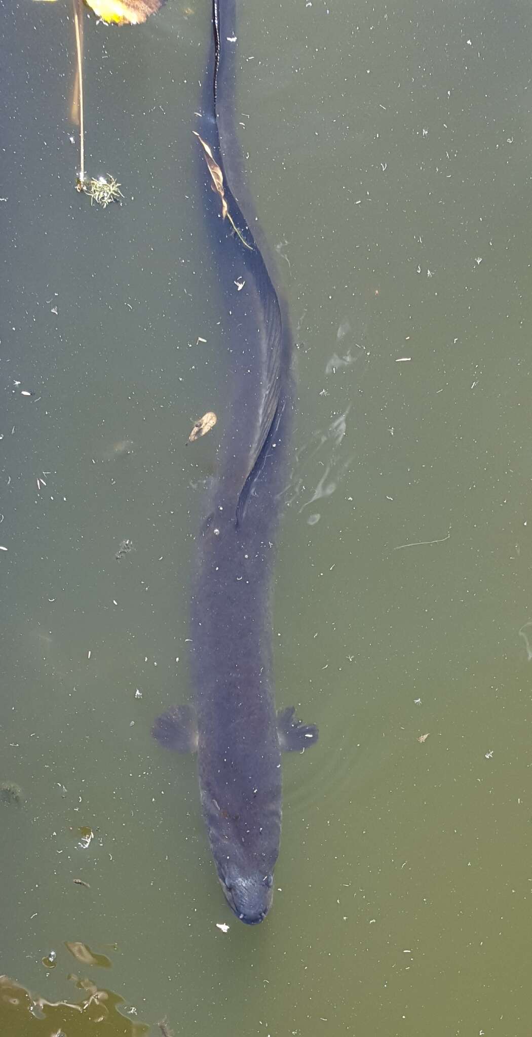 Image of Speckled longfin eel