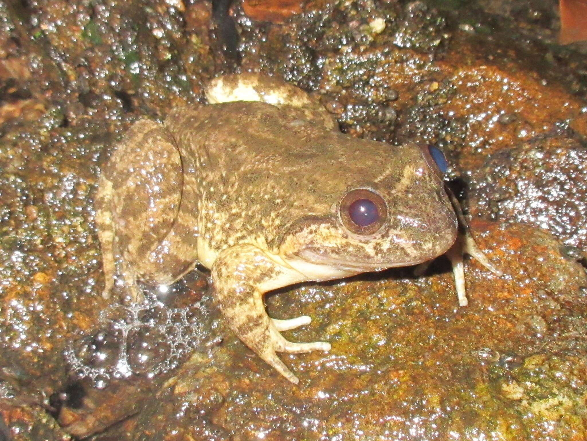 Limnonectes taylori Matsui, Panha, Khonsue & Kuraishi 2010的圖片