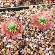 Drosera parvula subsp. sargentii (Lowrie & N. Marchant) Schlauer的圖片