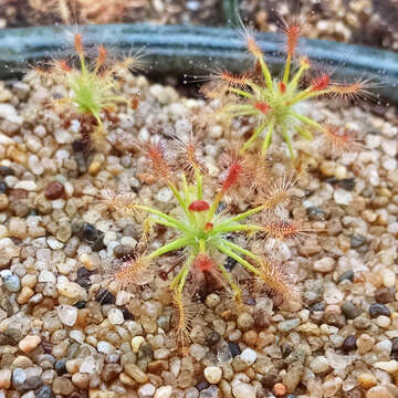 Imagem de Drosera barbigera Planch.