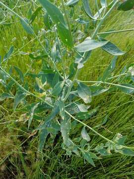 Image of broadleaved pepperweed