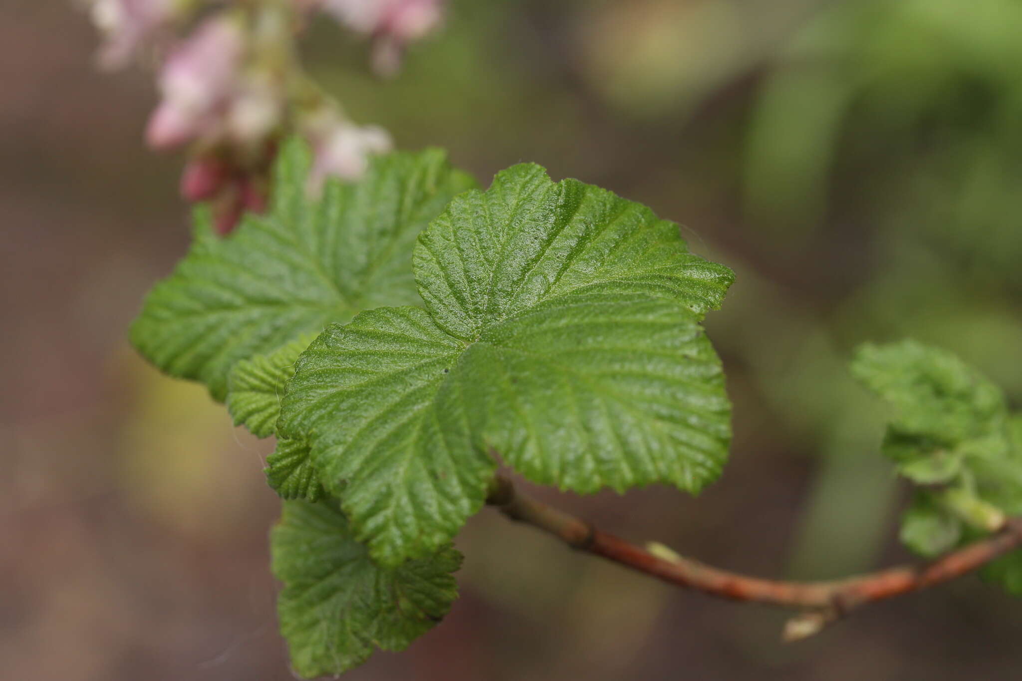 صورة Ribes sanguineum var. glutinosum (Benth.) Loud.