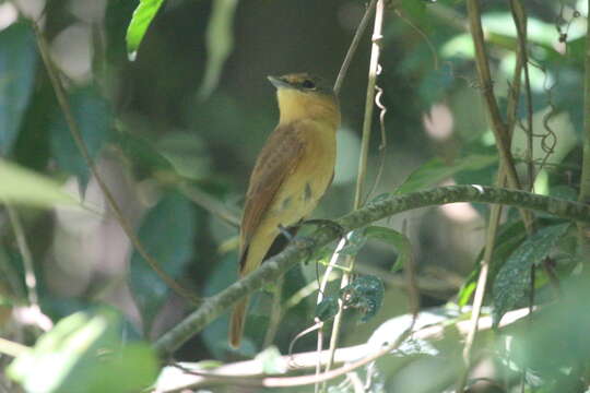 Image of Chestnut-crowned Becard