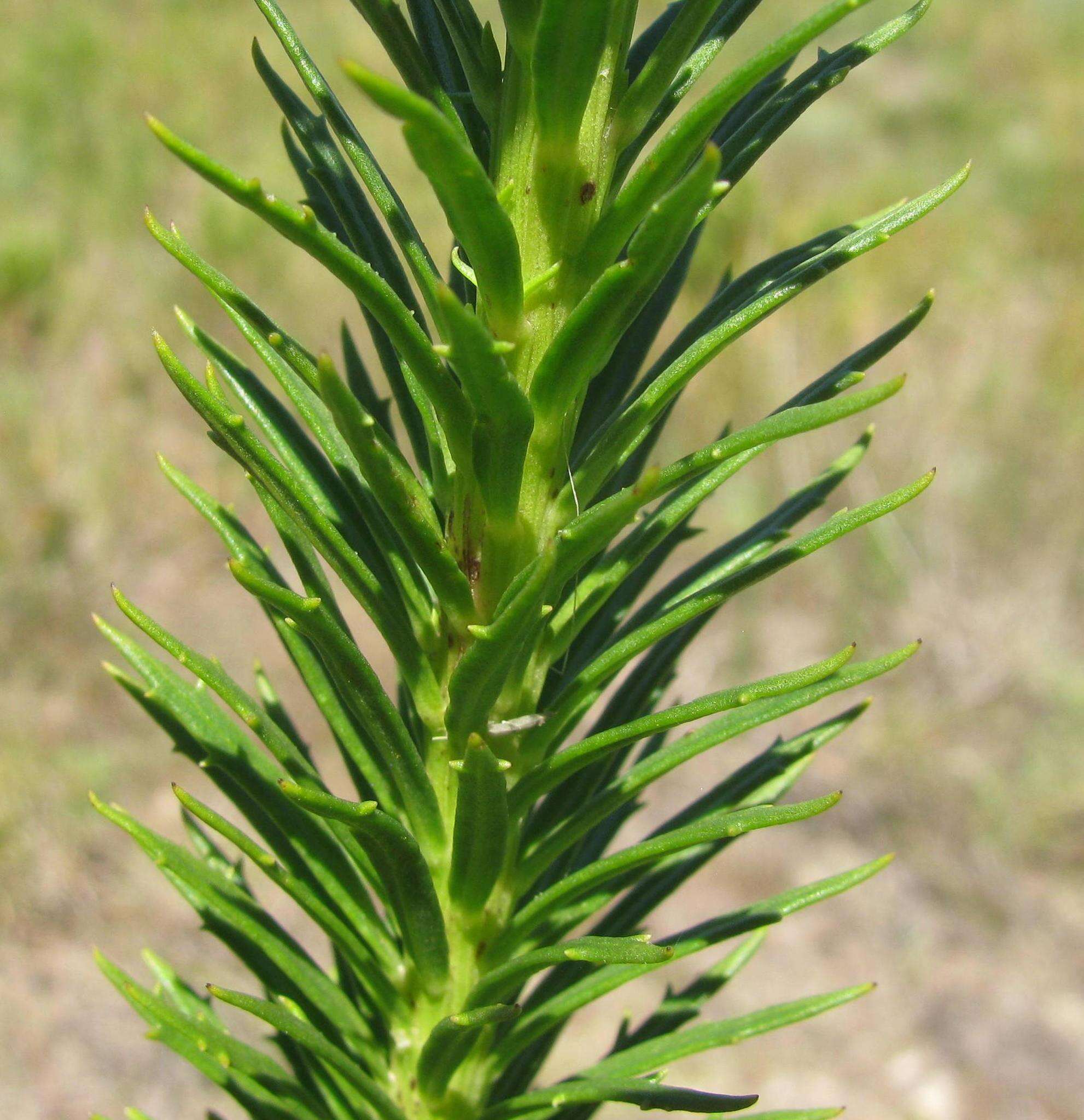 Image of Pseudoselago densifolia (Hochst.) O. M. Hilliard