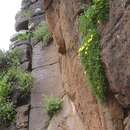 Delosperma nubigenum (Schlechter) L. Bol. resmi