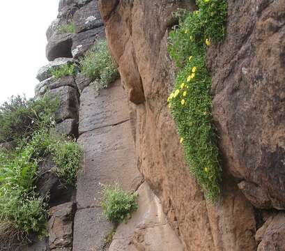 Imagem de Delosperma nubigenum (Schlechter) L. Bol.