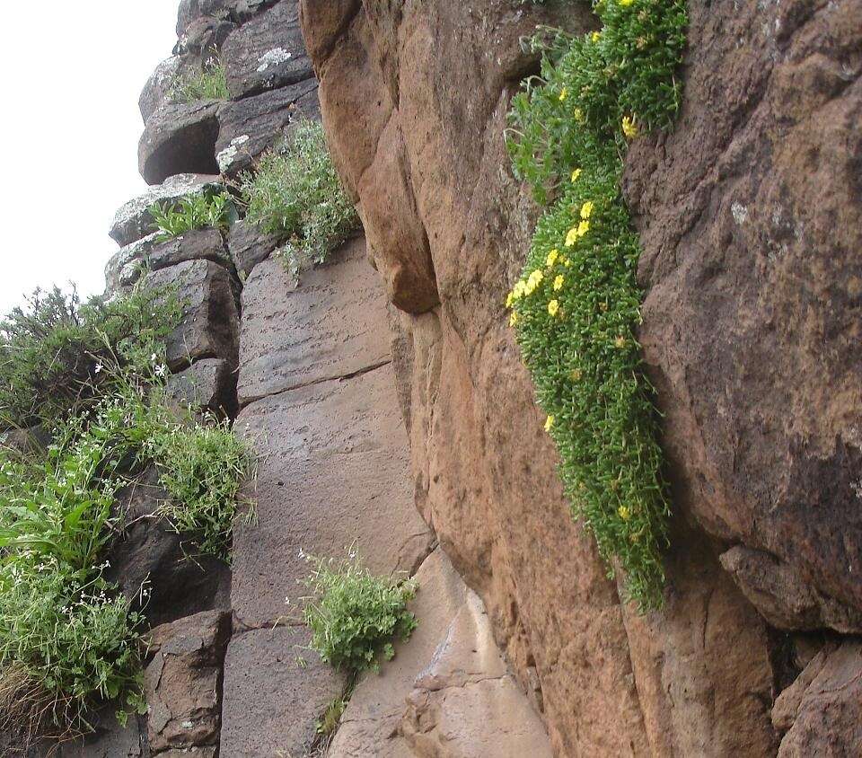 Image of Delosperma nubigenum (Schlechter) L. Bol.