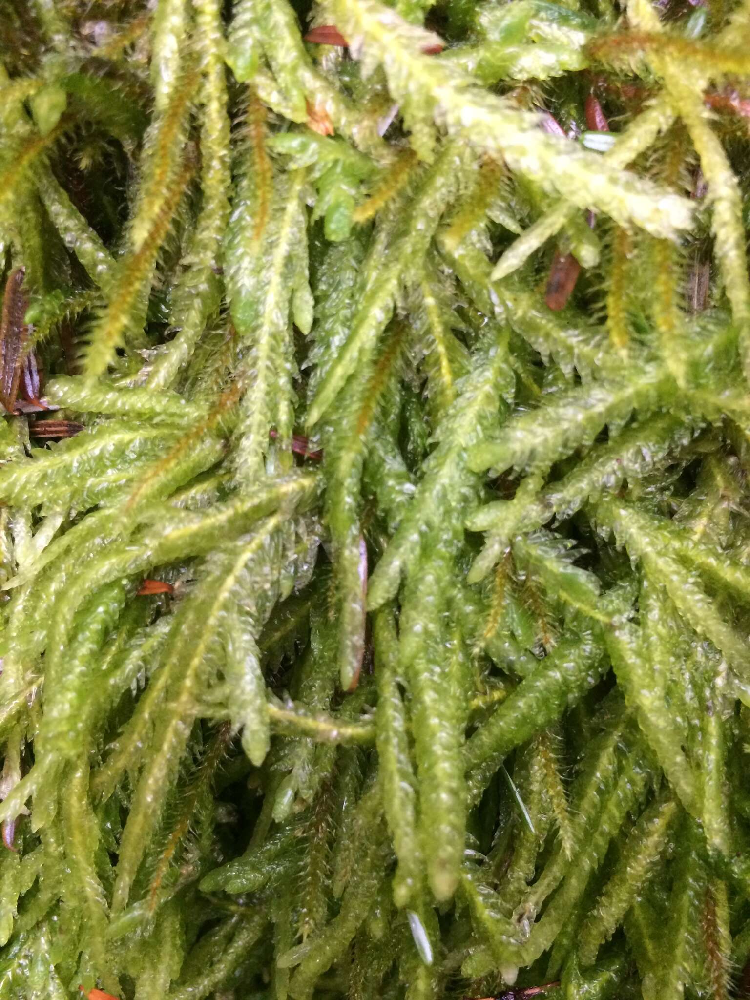 Image of waved silk-moss