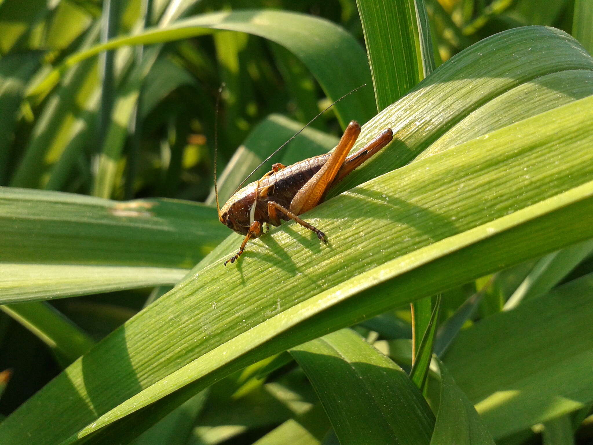 Image de Eobiana engelhardti engelhardti (Uvarov 1926)