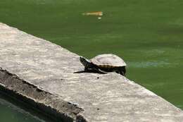 Image of Malayan snail-eating turtle