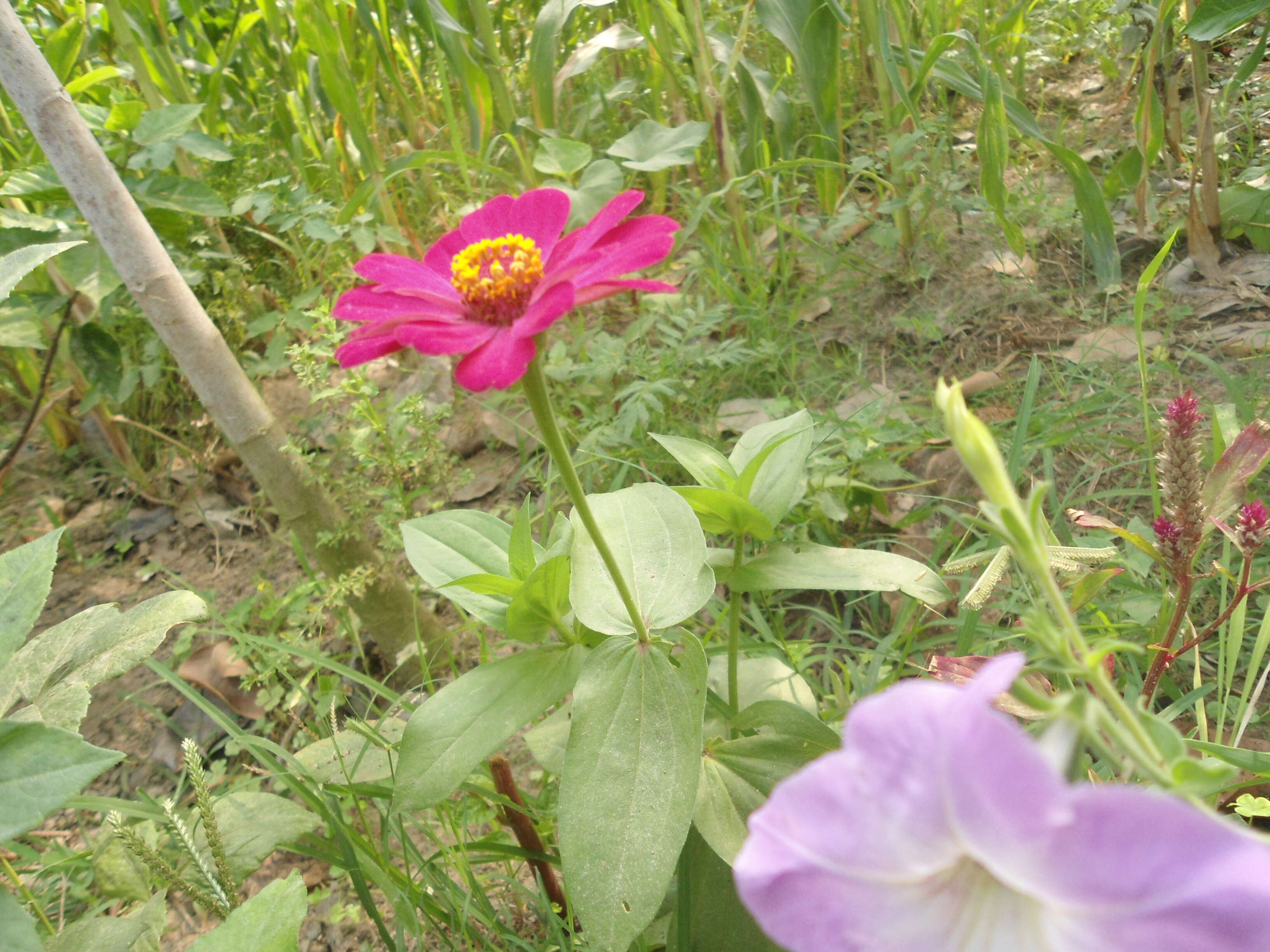 Image of ELEGANT ZINNIA