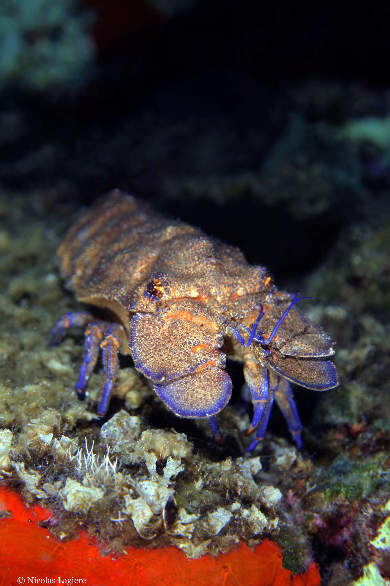 Image of Mediterranean Slipper Lobster