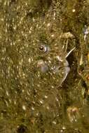 Image of Bass flounder