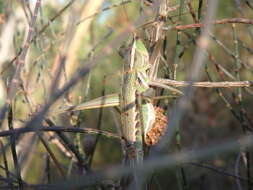 Image de Metaballus sagaeformis Herman 1874