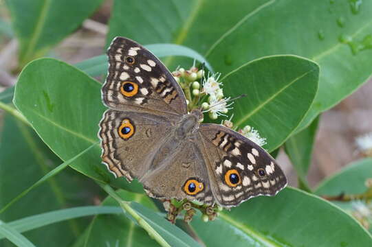 Image of Junonia lemonias Linnaeus 1758