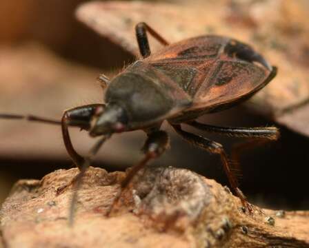 صورة Eremocoris plebejus (Fallen & C. F. 1807)