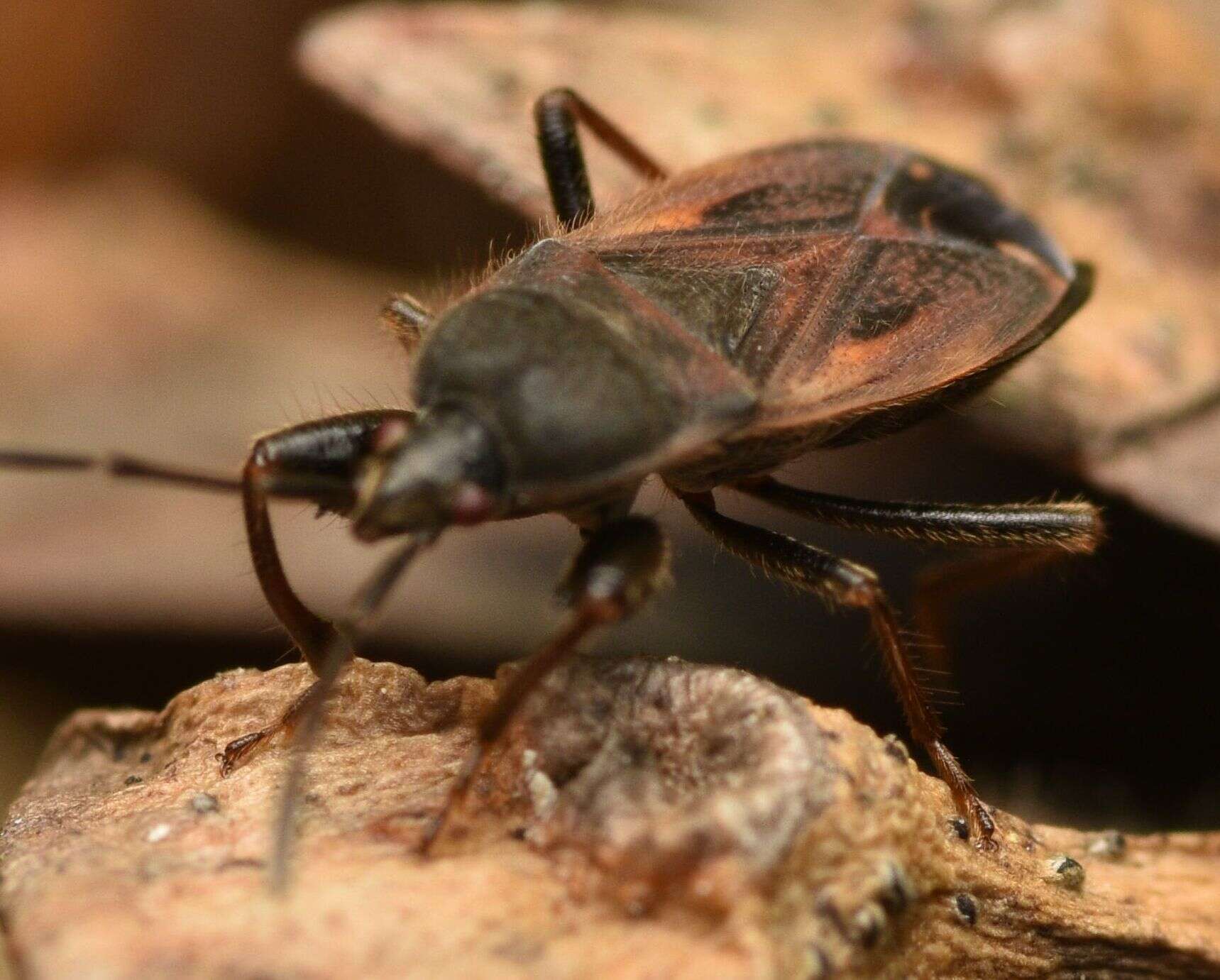 Image of Eremocoris plebejus (Fallen & C. F. 1807)