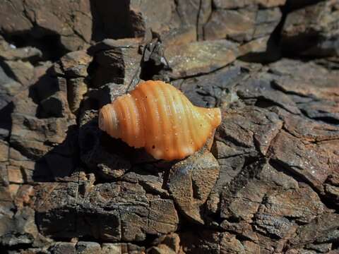 Image of Septa occidentalis (Mörch 1877)