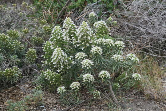 Plancia ëd Echium brevirame Sprague & Hutchinson