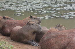 Image of Capybaras