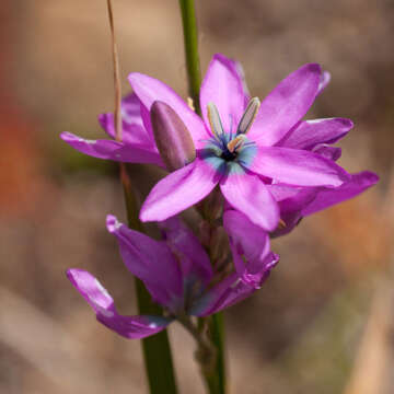 Image of Ixia polystachya var. crassifolia G. J. Lewis